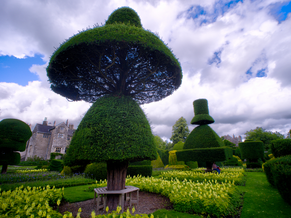 Levens Hall - Umbrella tree