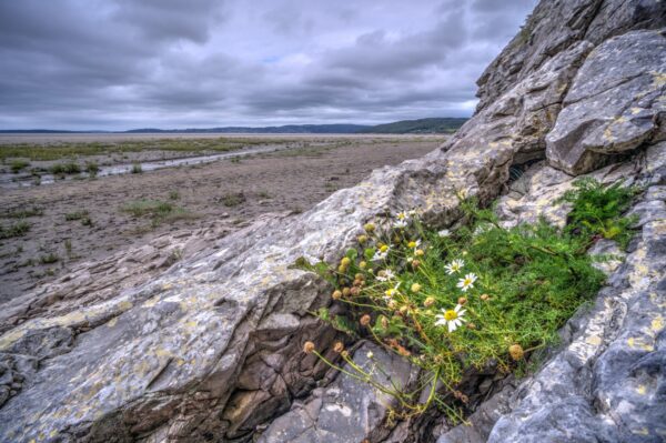 Morecambe Bay from Silverdale